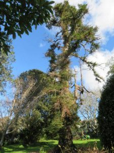 Alberton's redwood tree in Mt Albert