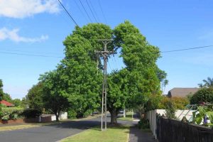 Liquidamber tree in Alexis Ave, Mt Albert