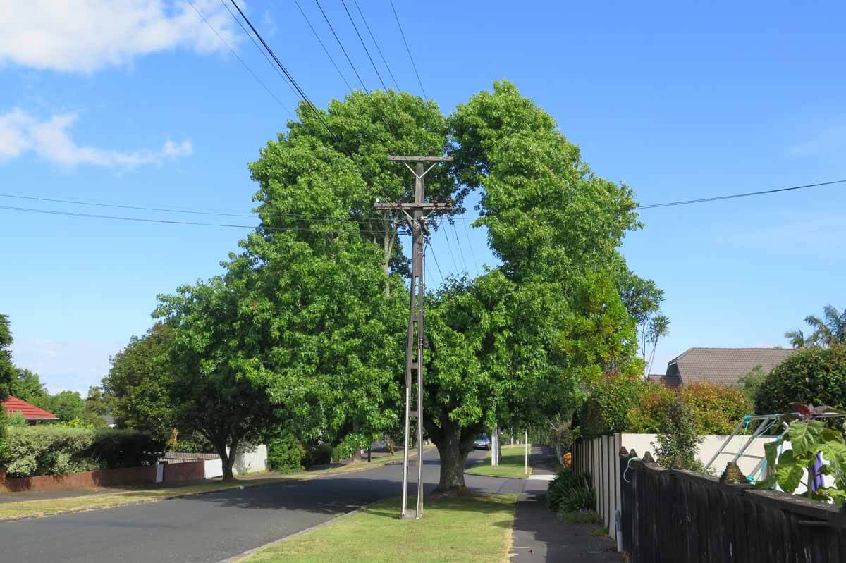 Alexis Ave’s doughnut tree Liquidamber tree in Alexis Ave, Mt Albert