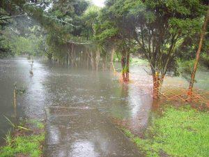 Flooding along the Roy Clements Treeway in Mt Albert