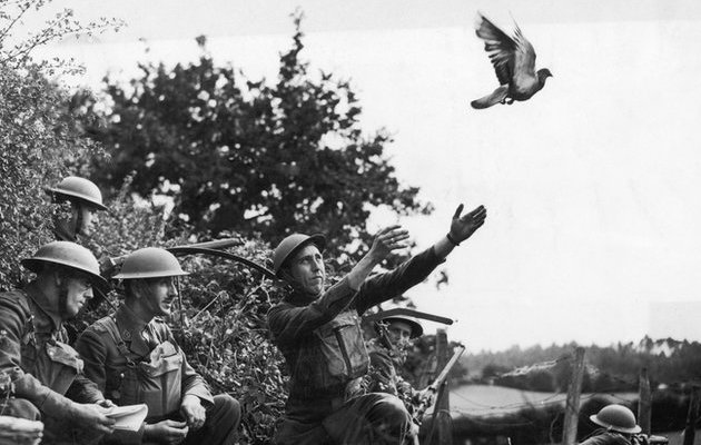 Pigeons in the war