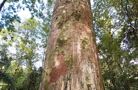 Kauri tree covered in lesions Kauri tree in Waitakere Ranges