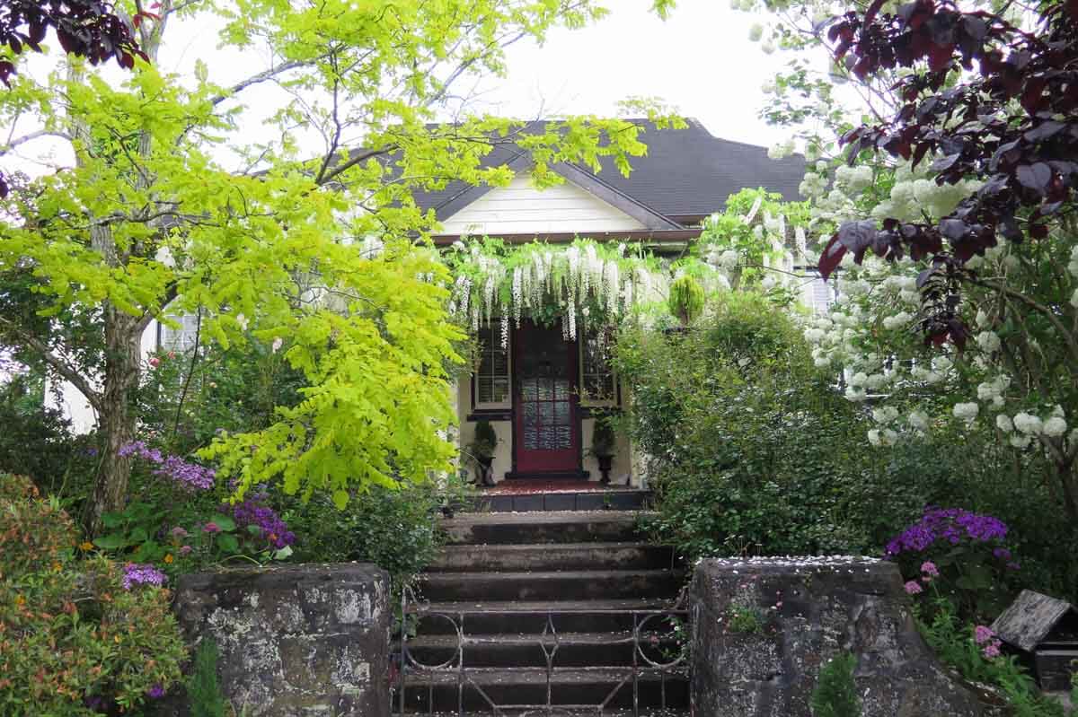 Our place: Blossom and buds merge to create an inviting spring entrance to a Mt Albert home. Picture: Bruce Morris