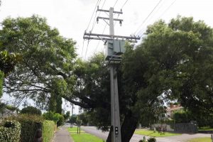 Mt Albert trees butchered because they grow too big