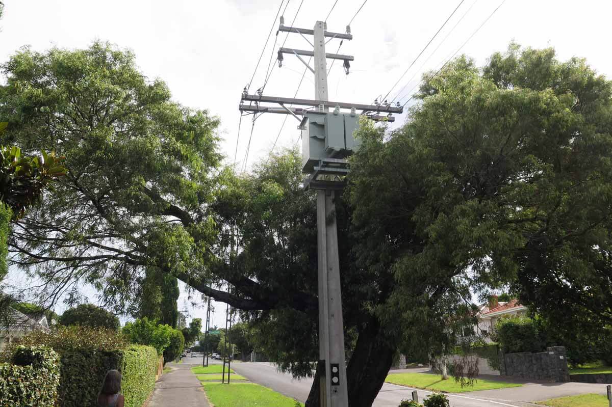 Tree and power lines in Mt Albert Mt Albert trees butchered because they grow too big
