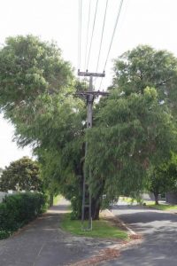 Mt Albert trees climbing into power lines