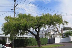 Mt Albert tree beneatrh power lines