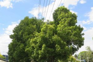 Mt Albert trees climbing into power lines