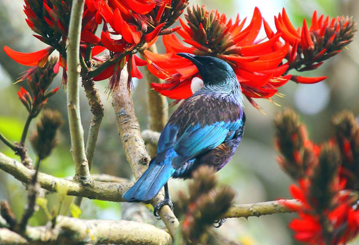 Spring is almost over in Mt Albert, and a tui on a flame tree enjoys the moment. Picture: Cathy Casey