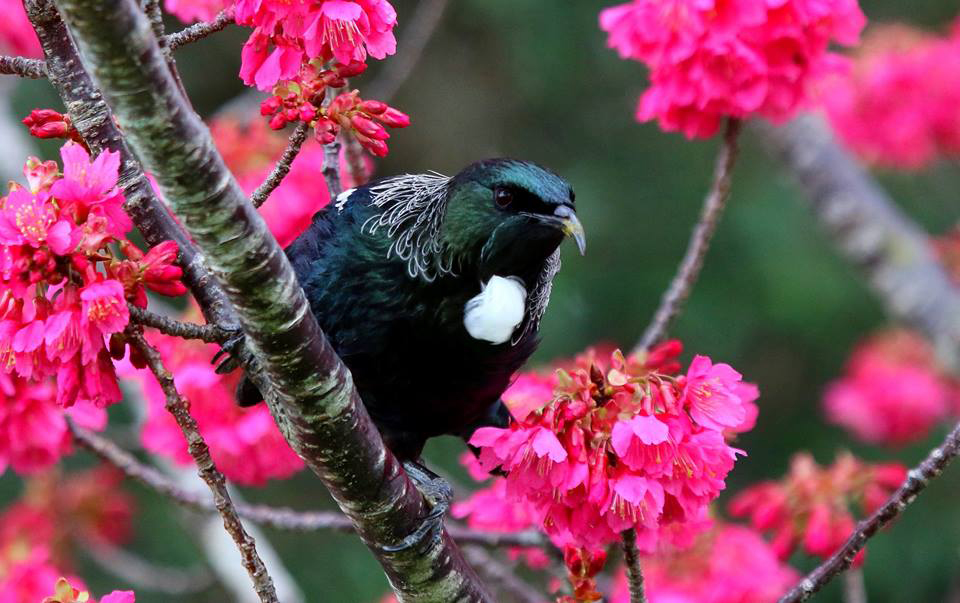 Tui enjoying the early spring blossom in Mt Albert. Picture: Cathy Casey