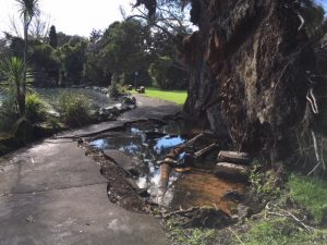 Heritrage relics lie beneath Western Springs fallen tree