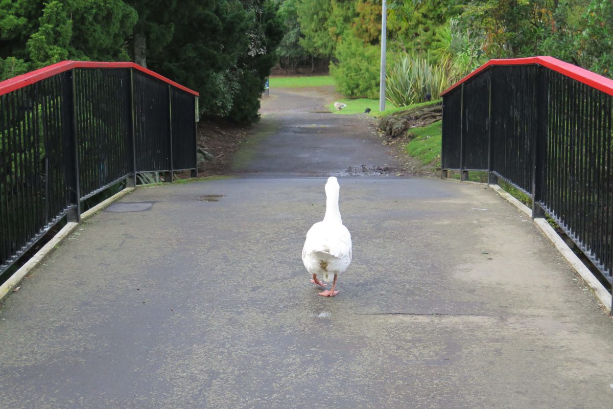 Swan on a stroll at Western Springs Lake. Picture: Bruce Morris