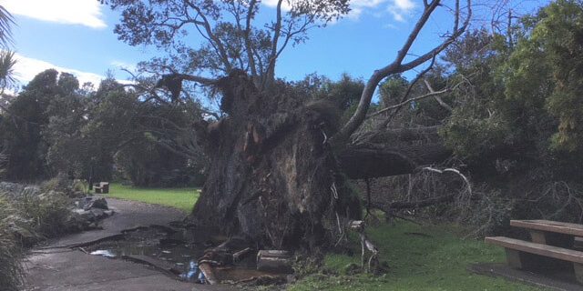 Fallen tree at Western Springs lake