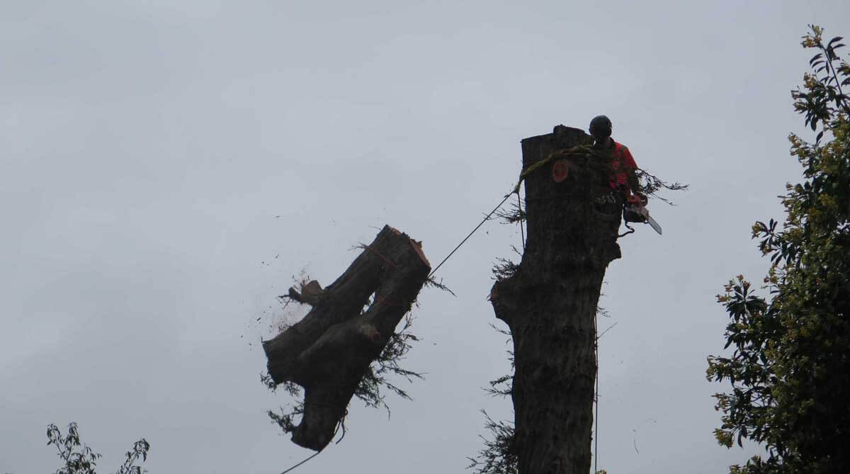 The romantics have their way: Alberton’s grand old redwood tree may indeed have been planted by Allan Kerr Taylor. When the diseased trunk was lowered by chainsaws on Friday, arborists stepped in with some detective work to estimate how long it had graced Mt Albert. While Kerr Taylor’s fingerprints were not on the trunk, an arborist was able to deduce from the growth rings on a cut slab that the tree was around 150 years old. He found a lot of growth space in the rings in its early days, and then tighter rings as the tree grew older. Alberton House was built for Kerr Taylor in 1863 and he expanded it into an 18-room mansion that became a centre of the community in 1872. Whether Kerr Taylor planted the redwood himself will never be known, but the age of the tree fits perfectly into the romantic scenario that the Scots pioneer at least supervised its start in life. And it doesn’t take a Sherlock Holmes to work out how a redwood got to be included in the Alberton formal gardens: Kerr Taylor spent time in California during the gold rush of the 1850s where he surely would have seen the magnificent redwoods. The tree will live on in an art sense, with a wood turner retrieving some of the more stable blocks. As well, a creative seat has been cut out of the trunk and Alberton hopes it can be moved to a permanent position by a crane operator when the bigger chunks are taken away in the next week or so. As the main picture shows, the chainsaw gang had their work cut out in the drizzle. The house shook as the bigger slabs fell to the ground.
