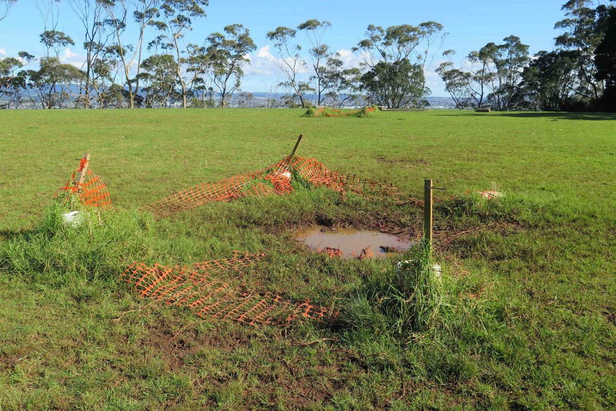 The bog on top of the mountain in Mt Albert