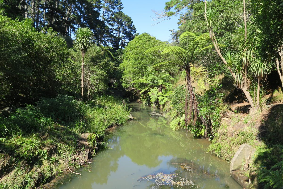 Oakley Creek in Mt Albert