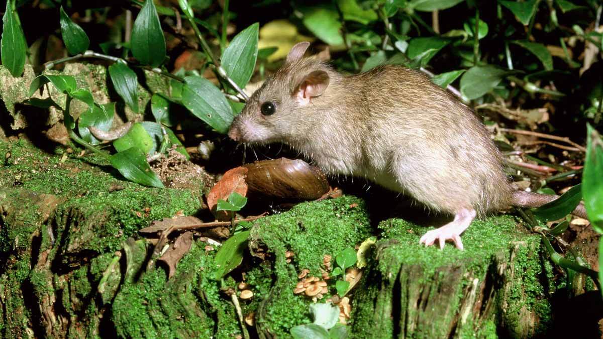 Rats arfe a problem on Owairaka/Mt Albert
