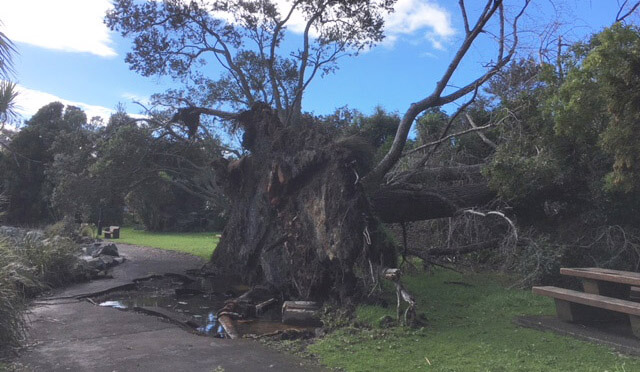 Fallen tree at Western Springs lake
