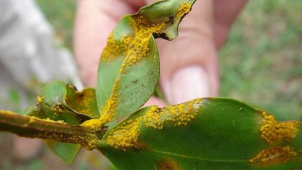 myrtle rust spores land in St Lukes Myrtle rusk in Mt Albert